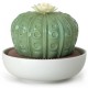 ASTROPHYTUM CACTUS GARDEN OF VALENCIA