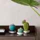 ASTROPHYTUM CACTUS GARDEN OF VALENCIA