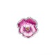 VIOLA DEL PENSIERO ROSA